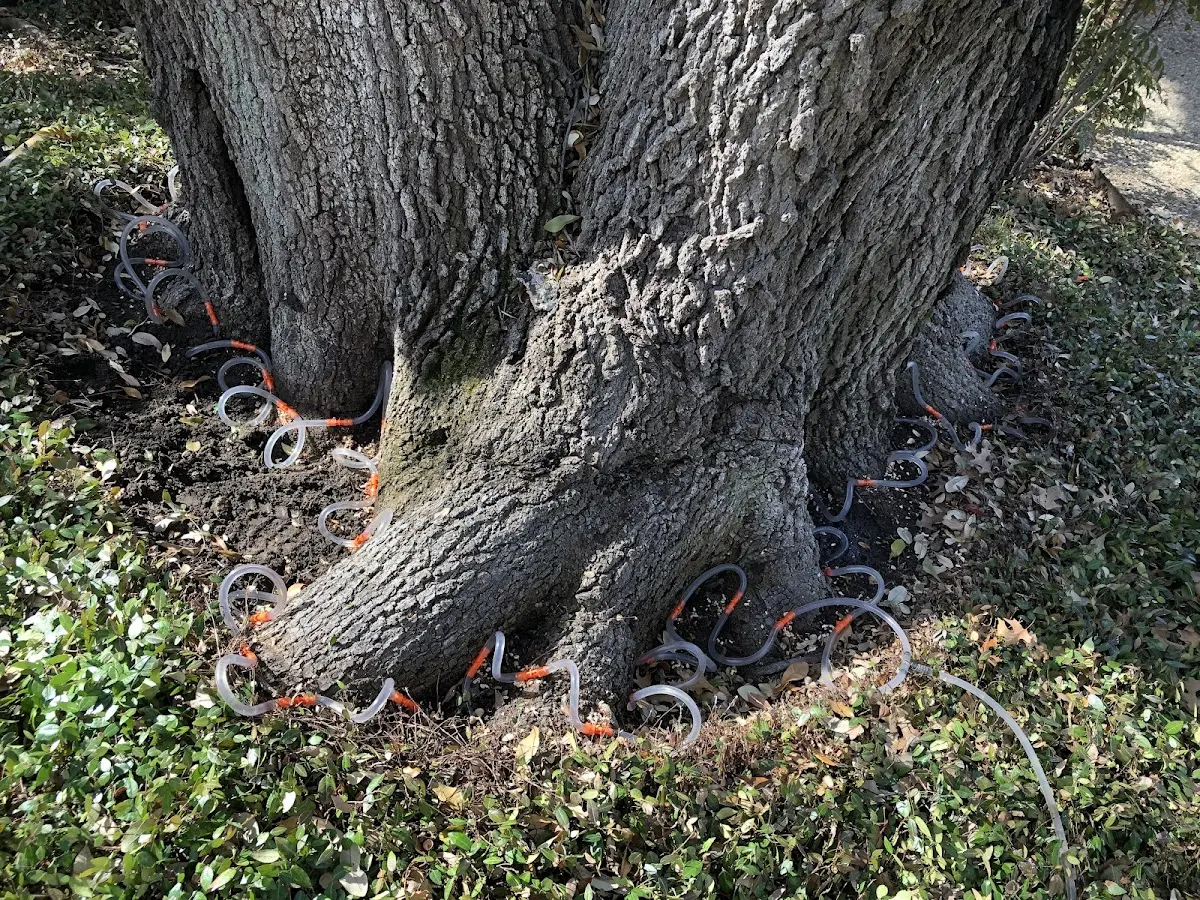 Detailed Tree Cabling and Bracing job site in Gratz