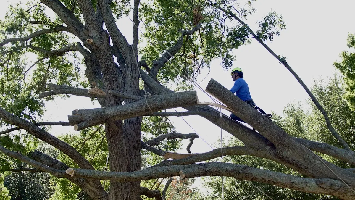 Professional Hazardous Tree Removal performed by certified arborists in Gratz