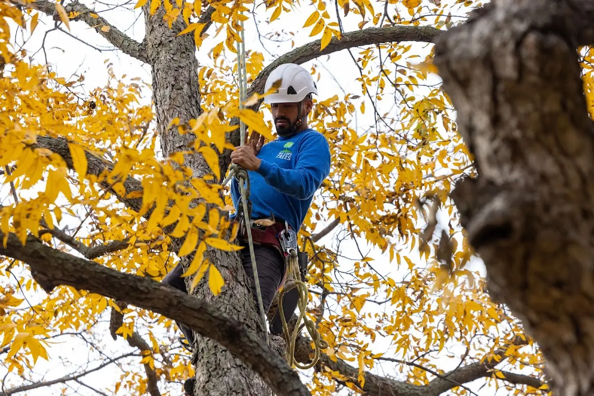 Skilled Tree Pruning crew working in Gratz
