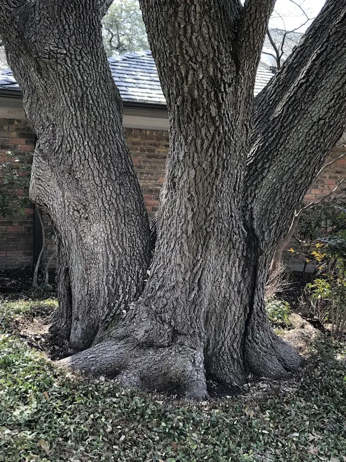 Mature heritage tree close to a Gratz property cared for by certified arborists